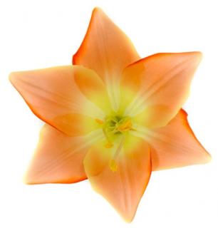 Lilia główka kwiat Peach