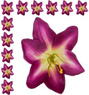 LILIA Kwiat satynowa główka Cream/Purple 12 sztuk