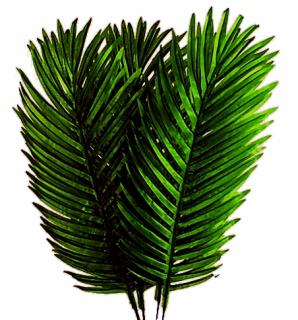 Liść palmy PALMA Dk.Green 12 szt