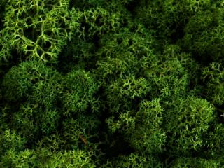 Mech Chrobotek Reniferowy (1. Moss Green) - 5 kg mech na ścianę, mech norweski, zielony