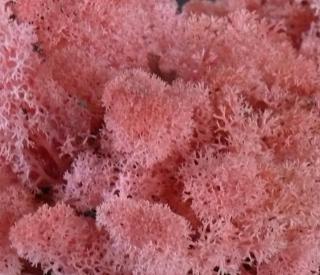 MECH Chrobotek Reniferowy ( 20.Pink ) 2,5 kg mech na ścianę, mech norweski, różowy