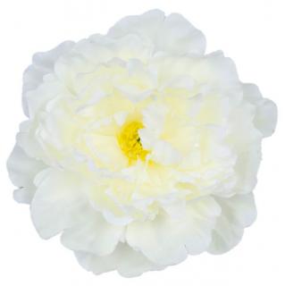 Peonia główka DUŻA Cream 17,50 cm