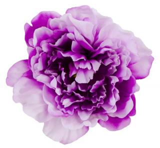 Peonia główka DUŻA Purple white edge 17,50 cm