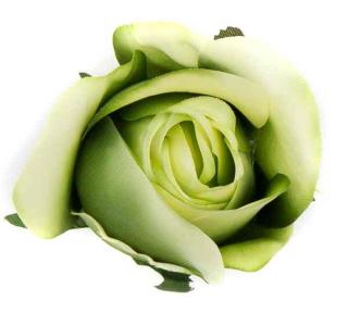 Róża w pąku - główka kwiat Green