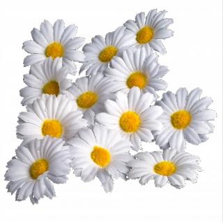 Rumianek główka 12 szt White sztuczne kwiaty