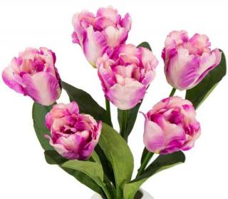 Tulipan papuzi Bukiet 7 kwiatów White / Purple