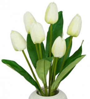 Tulipan w pąku Bukiet 7 kwiatów Cream