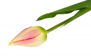 Tulipan w pąku gałązka 50 cm Yellow/Pink sztuczne kwiaty jak żywe