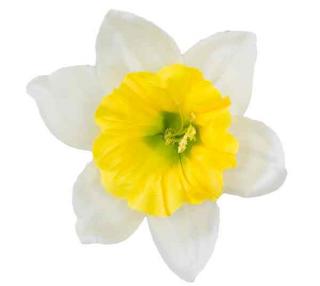 ŻONKIL główka kwiat cream/yellow sztuczne kwiaty jak żywe