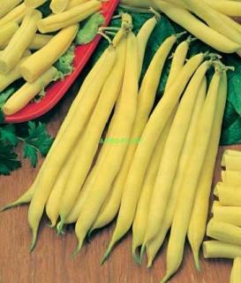 Fasola Złota Saxa 0,5 kg