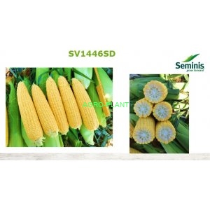 Kukurydza SV1446SD  5000 nasion