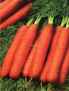 Marchew nantes 5 50g