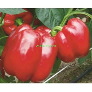 Papryka Red Mountain 1000 nasion