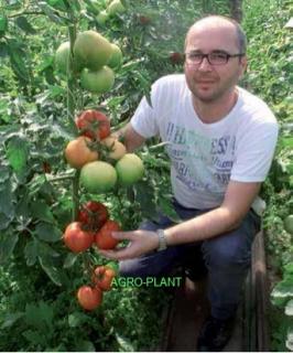 Pomidor Alamina 100 nasion