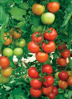 Pomidor Antalya 500 nasion