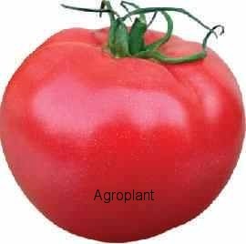 Pomidor Aphen CLX 37397 1000 nasion