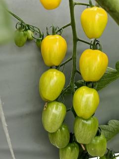 Pomidor Appleberry Yellow 100 nasion