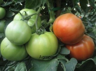 Pomidor Avatar 500 nasion