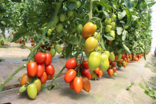 Pomidor Bacalar 500 nasion