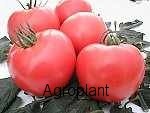 Pomidor Belladona 1000 nasion