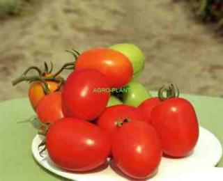 Pomidor Benito 1000 nasion