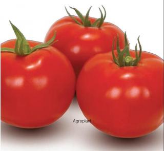 Pomidor Bobcat 1000 nasion