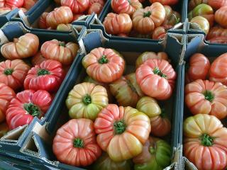 Pomidor Buffalopink 250 nasion