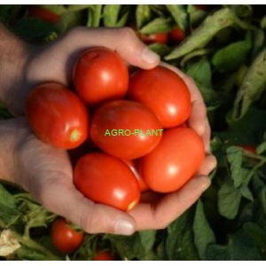 Pomidor C317 5000 nasion typ DYNO