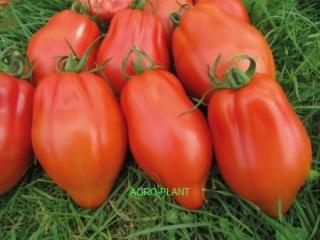 Pomidor Cabosse 250 nasion