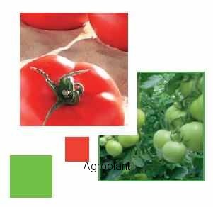 Pomidor Carmello 500 nasion