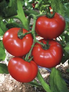 Pomidor Cemilia  250 nasion