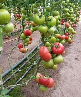 Pomidor Clarosa 250 nasion
