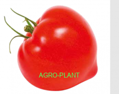 Pomidor Cupidissimo 250 nasion
