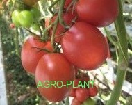 Pomidor DRK 936 250 nasion