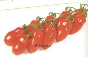 Pomidor Dunne 500 nasion