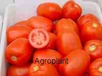 Pomidor  Dyno 5000 nasion