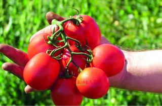 Pomidor Edimar 5000 nasion