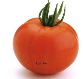 Pomidor Elpida 500 nasion