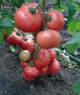 Pomidor Esmira 100 nasion