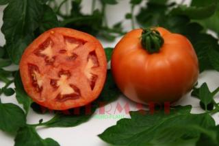 Pomidor Fuchsia 250 nasion