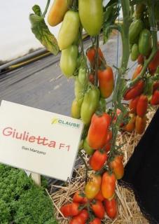 Pomidor Giulietta 250 nasion