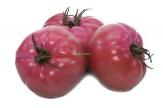 Pomidor Gusto Pink 100 nasion