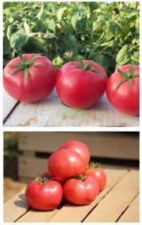 Pomidor Hapynet 1000 nasion