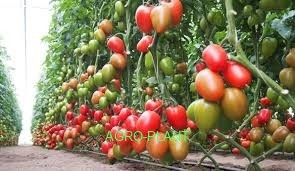 Pomidor Kongo 250 nasion