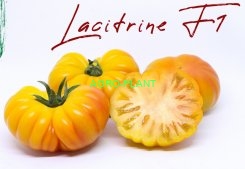 Pomidor Lacitrine 100 nasion