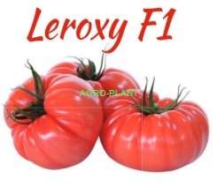 Pomidor Leroxy 100 nasion