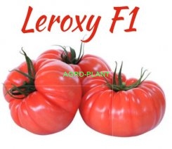 Pomidor Leroxy /Tobrossa  100 nasion