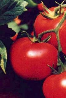 Pomidor Lianne 500 nasion