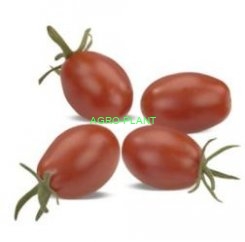 Pomidor Luciplus 100 nasion