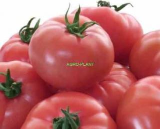 Pomidor Mamirio 500 nasion